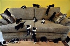 коты и диван