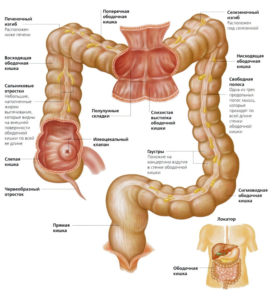 Фото кишечника с описанием названиями. Восходящий отдел Толстого кишечника. Строение кишечника сигмовидная кишка. Восходящий отдел ободочной кишки. Толстиаякишечник анатомия.