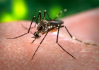 надежные средства от комаров