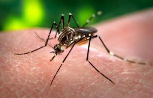 надежные средства от комаров