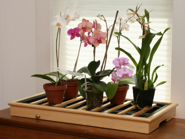 освещение для орхидеи