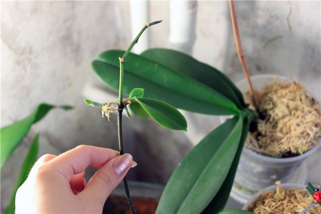 размножение орхидеи детками